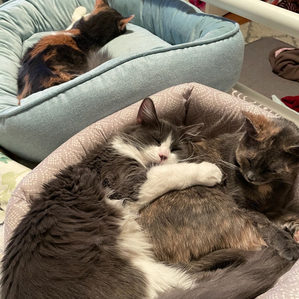 Meet your Posher, Angie